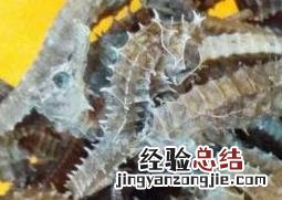 新鲜海马怎么吃 新鲜海马怎么吃最有营养