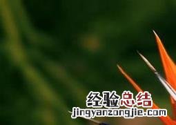 鹤望兰的种植要点及栽培技术 鹤望兰的种植方法和注意事项
