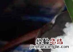 活海胆的营养价值及功效 活海胆的营养价值