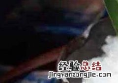 活海胆的营养价值及功效 活海胆的营养价值