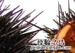 活海胆的营养价值及功效 活海胆的营养价值