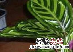 袖珍也门铁的养殖方法和注意事项 也门铁的繁殖方法