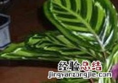 袖珍也门铁的养殖方法和注意事项 也门铁的繁殖方法