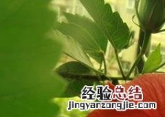 怎样嫁接扶桑花苗 怎样嫁接扶桑花