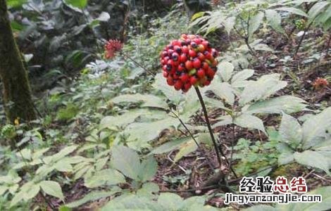 三七花泡水喝的功效 三七花泡水喝的功效与禁忌与副作用