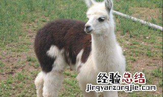 驼马是什么意思 驼马是什么意思网络用语