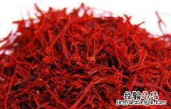 藏红花的功效与作用 藏红花的功效与作用的功能与主治