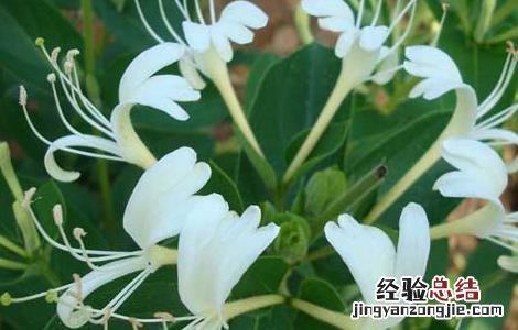 金银花的功效与作用 金银花的功效与作用对新冠有用吗