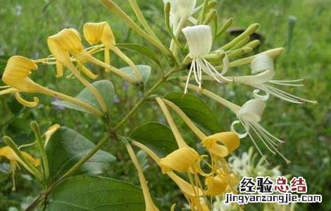 金银花的功效与作用 金银花的功效与作用对新冠有用吗