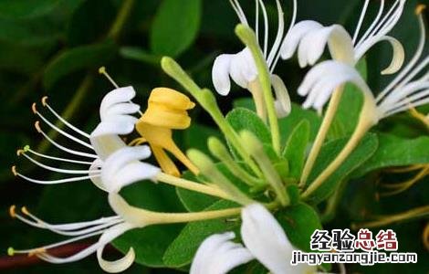 金银花的功效与作用 金银花的功效与作用对新冠有用吗