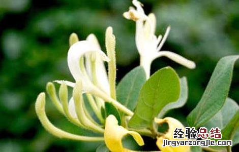 金银花的功效与作用 金银花的功效与作用对新冠有用吗