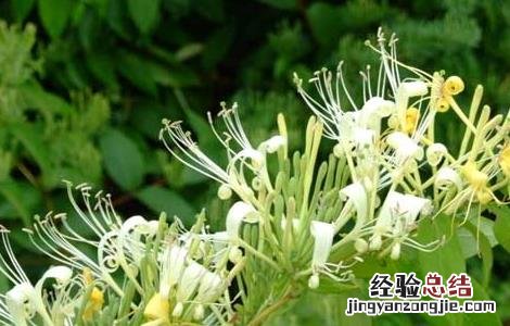 金银花的功效与作用 金银花的功效与作用对新冠有用吗