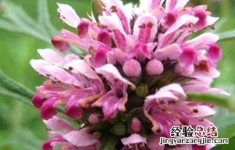 益母草的功效与作用 益母草的功效与作用及禁忌
