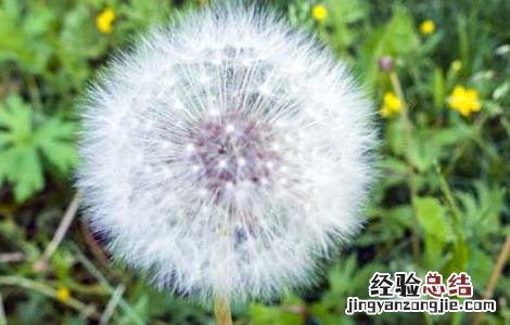 蒲公英的功效与作用 蒲公英泡水喝的功效