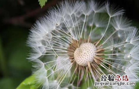 蒲公英的功效与作用 蒲公英泡水喝的功效