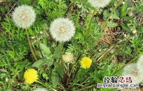 蒲公英的功效与作用 蒲公英泡水喝的功效
