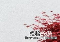 鸡爪槭的养殖方法视频 鸡爪槭的养殖方法