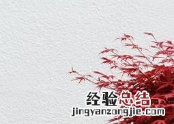 鸡爪槭的养殖方法视频 鸡爪槭的养殖方法