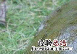 野生甲鱼和养殖甲鱼的区别有哪些呢 野生甲鱼和养殖甲鱼的区别有哪些