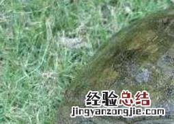 野生甲鱼和养殖甲鱼的区别有哪些呢 野生甲鱼和养殖甲鱼的区别有哪些