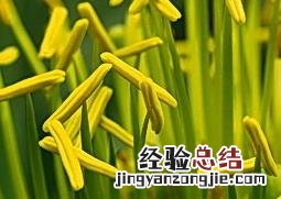 龙舌兰花养殖技巧 盆栽龙舌兰的养殖方法