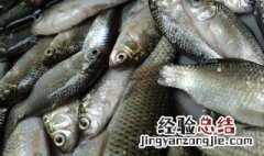 海钓黑头的最佳时间 钓黑头鱼的最佳时间
