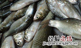 海钓黑头的最佳时间 钓黑头鱼的最佳时间