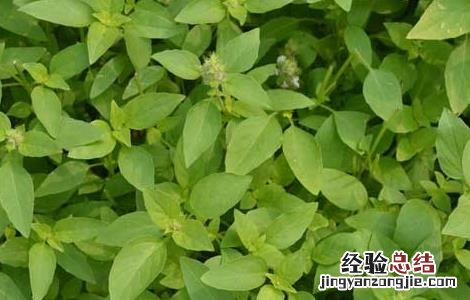荆芥的功效与作用图片 荆芥的功效与作用
