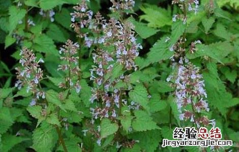 荆芥的功效与作用图片 荆芥的功效与作用