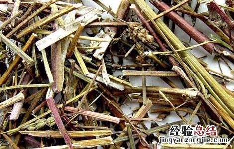 荆芥的功效与作用图片 荆芥的功效与作用
