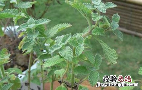荆芥的功效与作用图片 荆芥的功效与作用