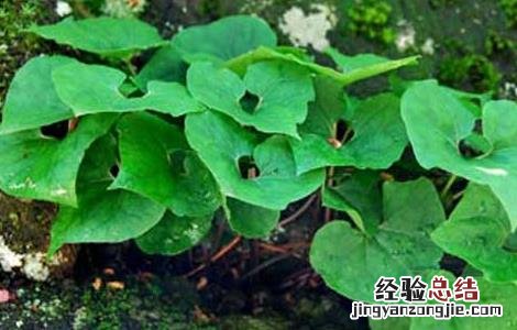 细辛的功效与作用及副作用 细辛的功效与作用