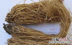 细辛的功效与作用及副作用 细辛的功效与作用