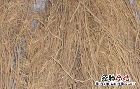 细辛的功效与作用及副作用 细辛的功效与作用