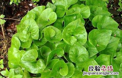 细辛的功效与作用及副作用 细辛的功效与作用