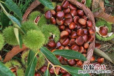干果种类 干果种类大全名字图片