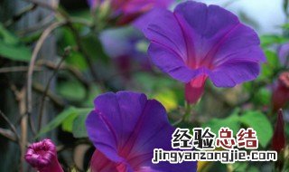 牵牛花的特点 这些特点您都知道吗
