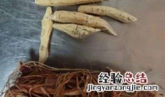 五指毛桃牛大力煲猪骨汤功效与作用 五指毛桃牛大力煲牛骨功效