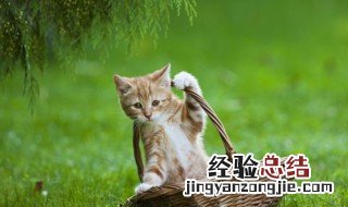 猫的特点 爱猫咪的小伙伴快来这里熟知下