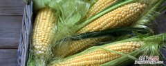 玉米苗多大可以施尿素肥 玉米苗多大可以施尿素