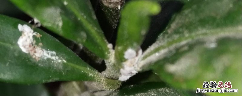 除虫菊酯多久毒性消失 拟除虫菊酯多久毒性消失