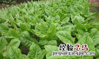 苦麦菜北方可以种吗 南方苦麦菜种植时间