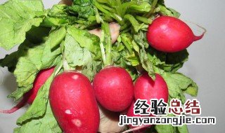 春水萝卜的种植时间 早春时怎么种植水萝卜