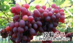 适合北方庭院种植的葡萄品种 北方庭院适合种植什么品种的葡萄