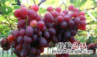 适合北方庭院种植的葡萄品种 北方庭院适合种植什么品种的葡萄