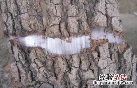 杜仲的功效与作用 杜仲的功效与作用的功能与主治与用量