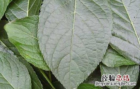 杜仲的功效与作用 杜仲的功效与作用的功能与主治与用量