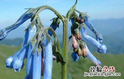 紫草的功效与作用禁忌 紫草的功效与作用