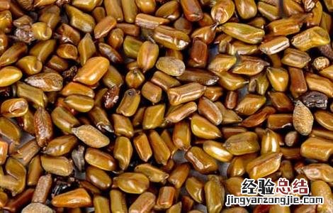 丹参和决明子泡水喝的功效 决明子泡水喝的功效