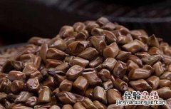 丹参和决明子泡水喝的功效 决明子泡水喝的功效